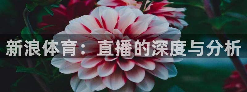 壹号app官网版下载：新浪体育：直播的深度与分析